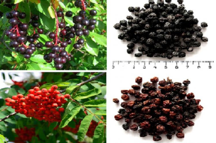 Fresh (left) and dried (right) of P. avium(A) and S. aucuparia (B).