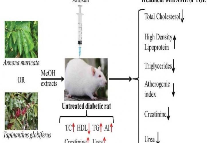 Graphical Abstract