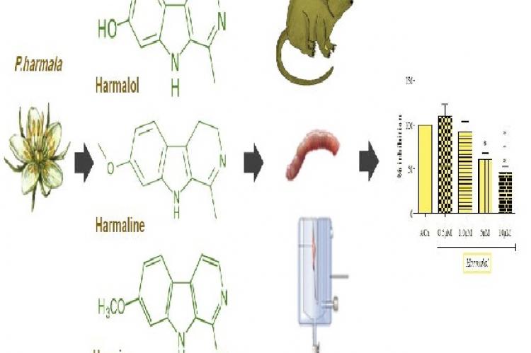 Graphical Abstract