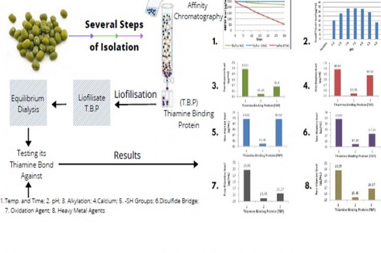 Graphical Abstract