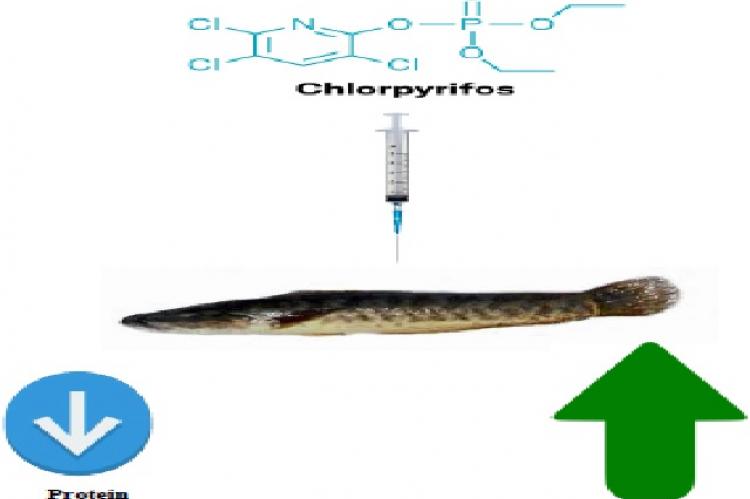 Graphical Abstract