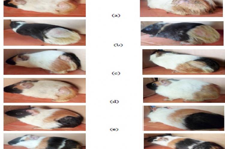 Effect of plant-based cream on T. mentagrophytes infected guinea pigs