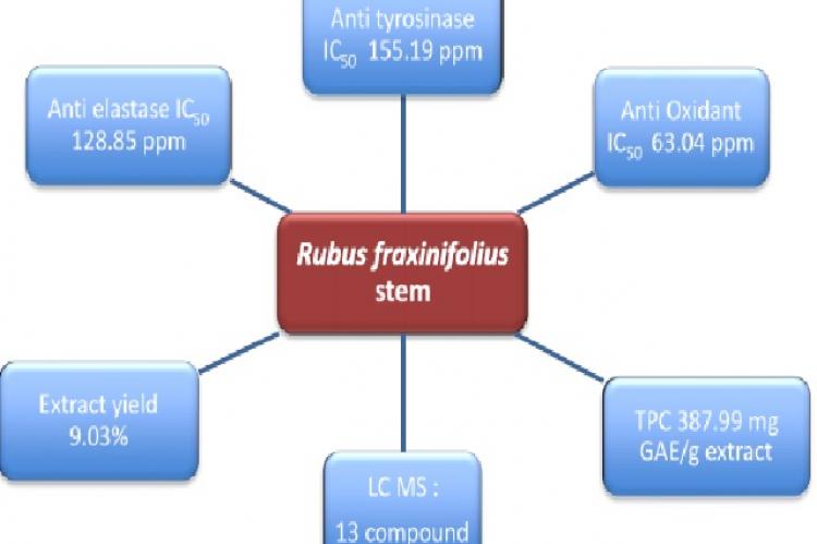 Graphical Abstract