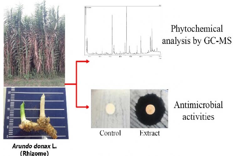 Graphical Abstract