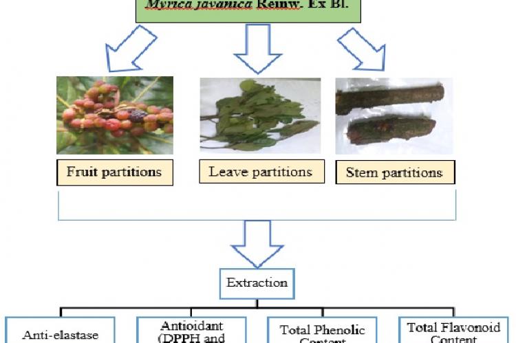 Graphical Abstract