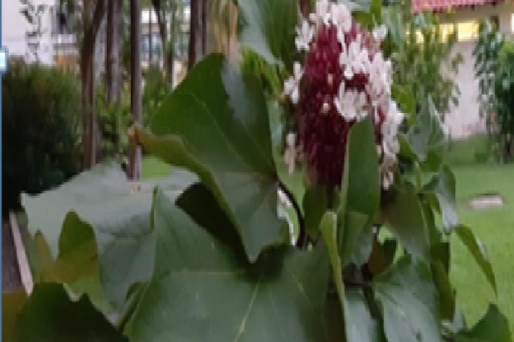 Sesewanua (Clerodendrum fragrans Wild.)
