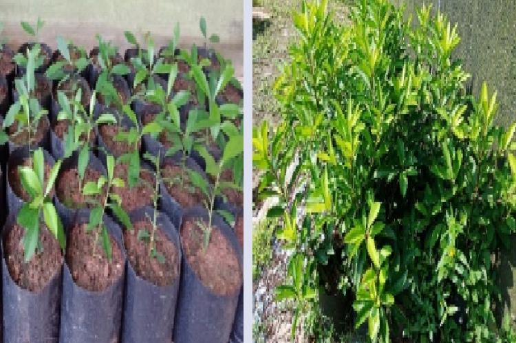 The sixth months of age Lampeni (Ardisia humilis Vahl.) at shedding house (left) and open air (right) location