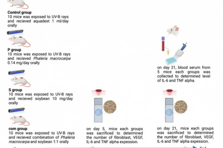 Effect of Combination of Soybean and Phaleria macrocarpa Ethanol Extract on IL6, TNFα, VEGF and Fibroblasts in Mice Exposed to UVB