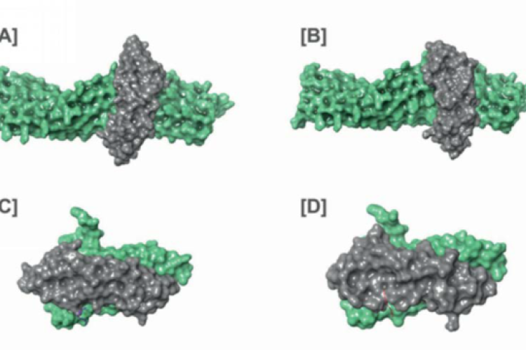 Protein–protein interaction of (A) silk sericin interacting with BMP-2 type IA, (B) silk sericin interacting with BMP-2 type II, (C) silk fibroin interacting with BMP-2 type IA, (D) silk fibroin interacting with BMP-2 type II.