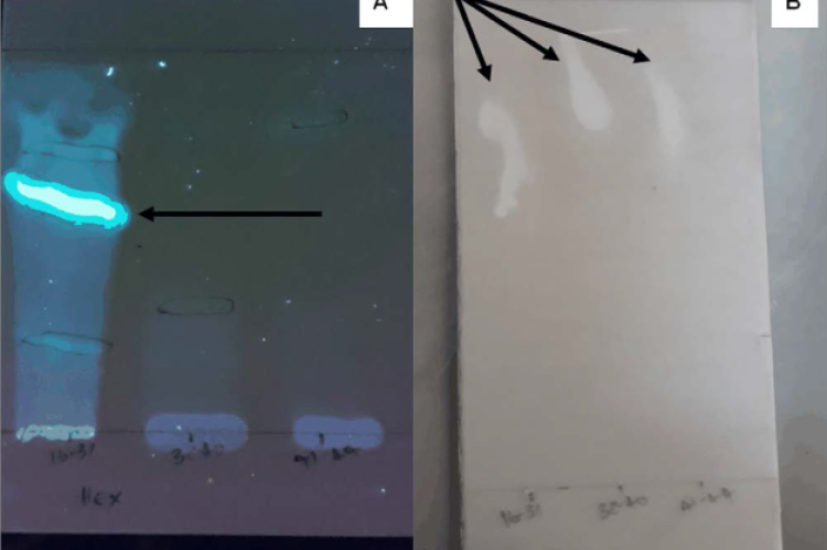 TLC plates of E. elephantina rhizome n- hexane fraction. Fractions 16-31, 32-40 and 41-44 collected from the silica column chromatography were spotted the on-TLC plate and developed with an n-hexane: ethyl acetate (8:2) solvent system. (A) A reference TLC plate viewed under UV366 nm. The arrow indicates the area of interest. (B) The TLC plate was sprayed with S. aureus. Arrows indicate clear zones or inhibition zones