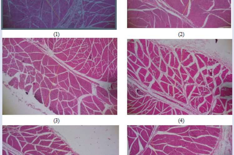 Preparat Jaringan otot cruris pewarnaan Hematoxylin Eosin dengan pembesaran mikroskop 4x. (1) Group only given daily intake; (2) Group given daily intake and 3 ml protein intake; (3) Group given daily intake and physical activity; (4) Group given daily intake, 3 ml protein intake and physical activity; (5) Group given daily intake, 4 ml protein intake and physical activity; (6) Group given daily intake, 5 ml protein intake and physical activity