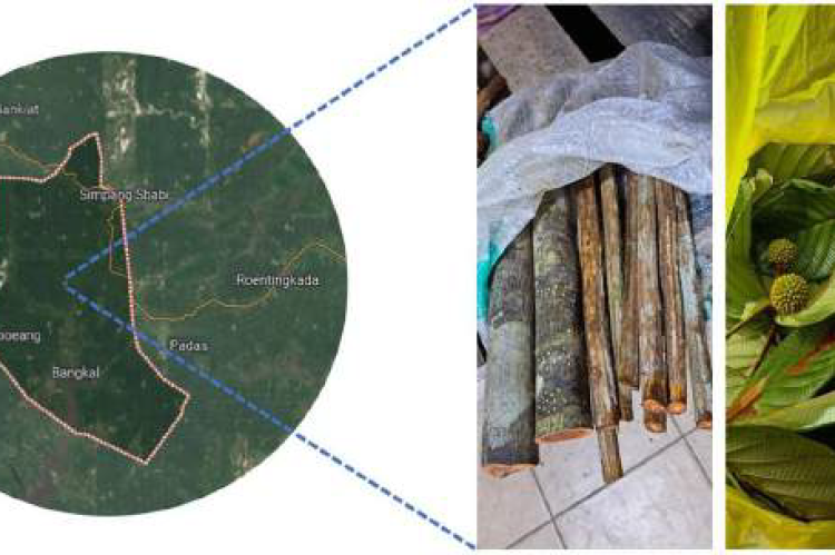 Kalalawit bajakah sampling area