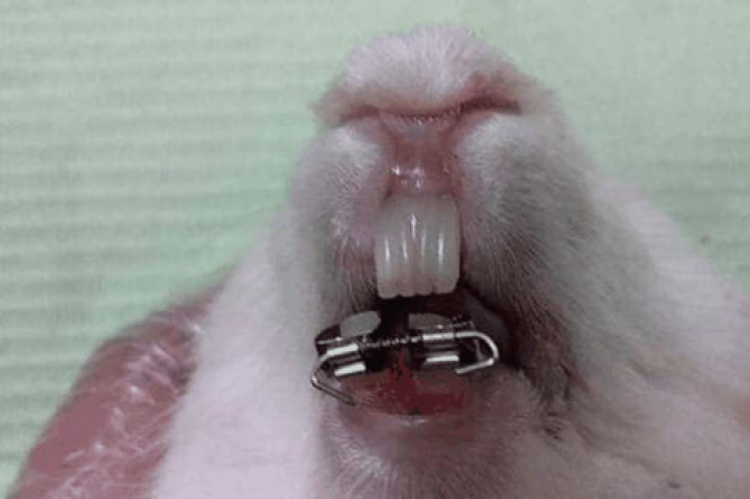 Illustration of modified orthodontic appliance after cementation in rabbit mouth