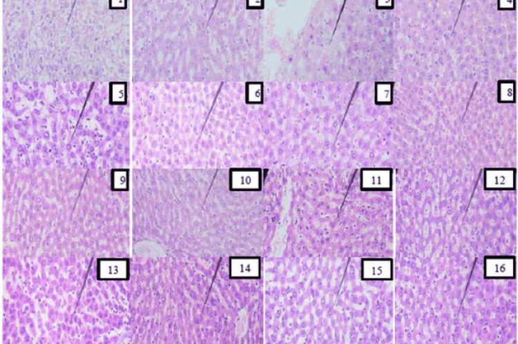 Histopathological micrographs of rat liver sections Arrows indicate areas of hepatocellular degeneration characterized by cytoplasmic vacuolization and disrupted hepatic cord architecture.