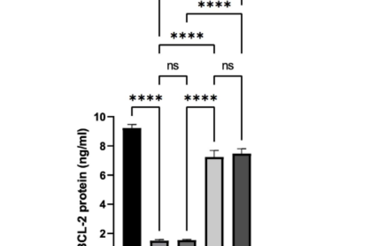 The effect of Moringa oleifera fruit extract on hepatic BCL-2 protein expression. normal control (N), obesse control (O), obese + M. oleifera fruit extract (500 mg/kg BW, once (OEMO1) or twice daily (OEMO2)), and obese rats + Vitamin C (OC). Data are presented as mean ± SD. One-way ANOVA (p < 0,05) was followed by Tukey's post hoc test. ns) not significans,****) p < 0.0001.