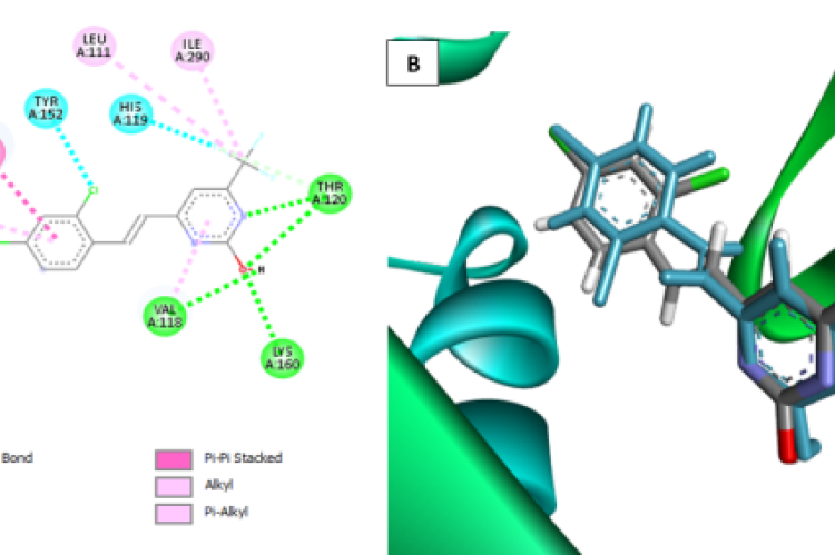 (A) 2D visualized interaction of the redocked ligand with key residues of SARS-CoV-2 NSP16 (PDB ID: 8F4S). (B) Superimposition of the native ligand (grey) and the redocked ligand (cyan) showing similar binding conformations within the cryptic site, with an RMSD value of 1.411 Å indicating a reliable redocking result (DOCK6 docking result; visualized by the Biovia Discovery Studio).