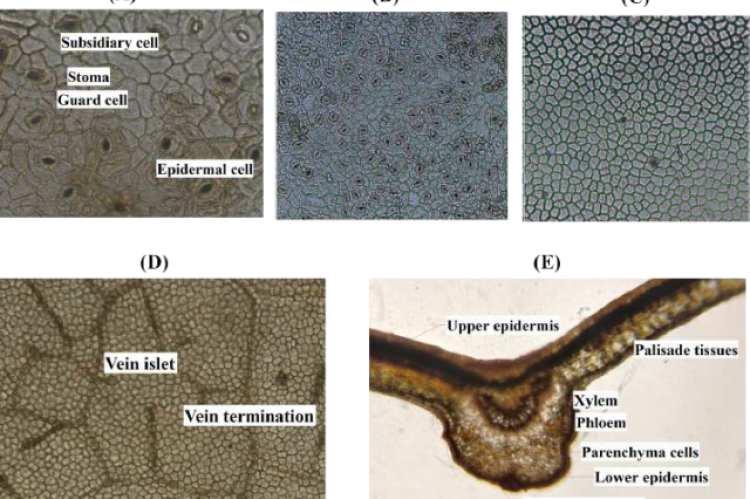 Microscopic studies of P. wallichii leaf showing (A) anomocytic stomata observed at 40ⅹ, (B) upper epidermis with numerous stomata at 10x, (C) lower epidermis at 10x, (D) vein islet and vein termination at 10x, and (E) transverse section of the leaf at 10x.