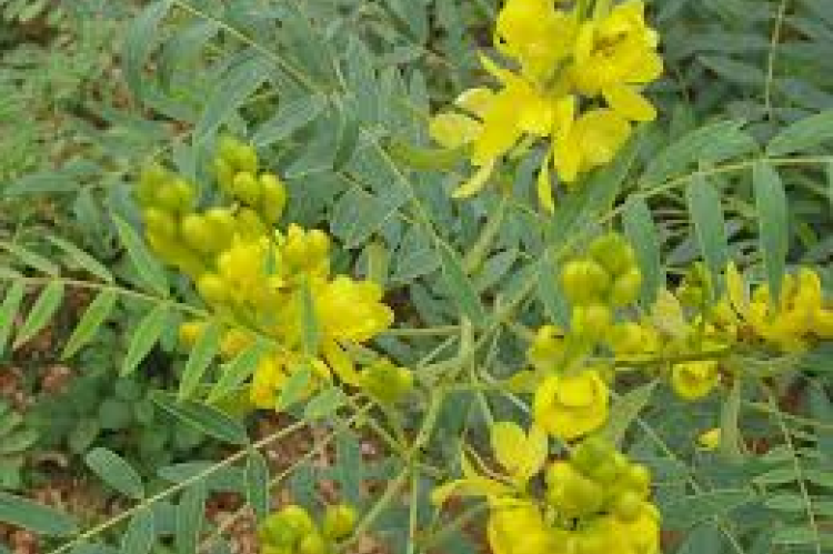 Ziziphus spina-christi L.