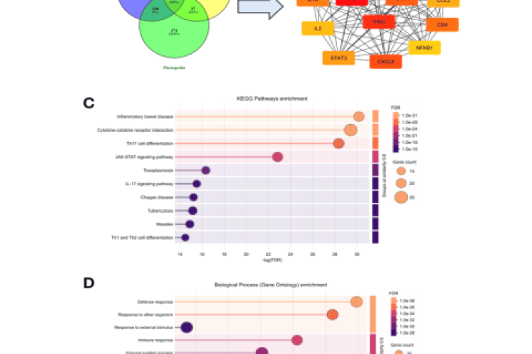 Identification and enrichment analysis of psoriasis-associated targets. (A) Venn diagram showing overlapping psoriasis-related genes retrieved from GeneCards, Open Targets, and Phenopedia databases. (B) Core gene network highlighting key inflammatory mediators, including TNF, IL1B, IL17A, IFNG, IL10, and STAT3, involved in psoriasis. (C) GO enrichment analysis of the common target genes reveals significant enrichment in biological processes related to cytokine signaling, immune response, and inflammation. (