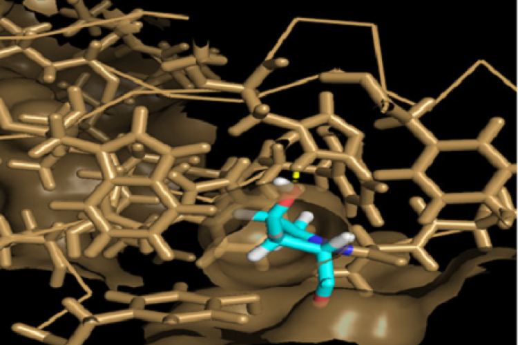 Molecular dynamics simulation of HIF with HTS 0115 molecule.