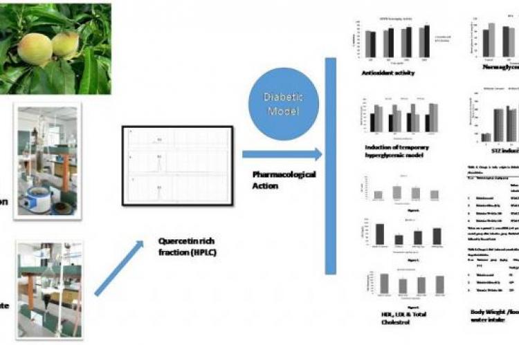 Graphical Abstract