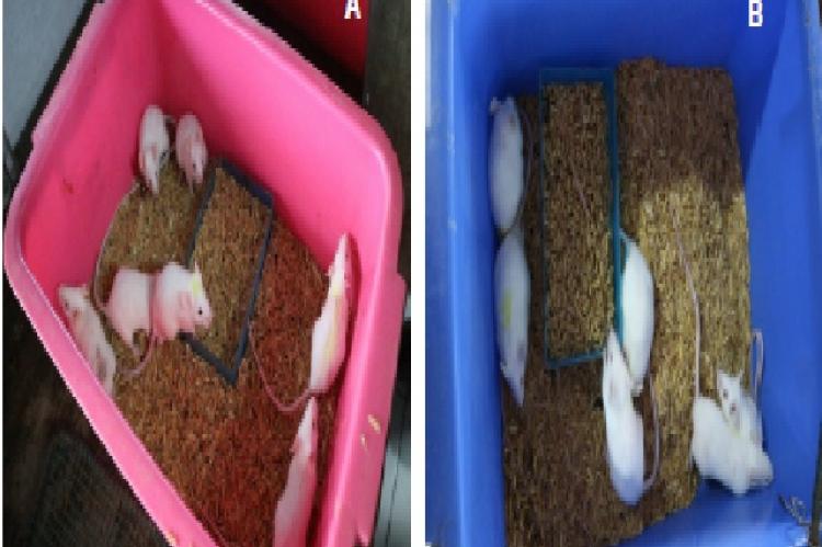 BALB/C mice used in this study. (a) BALB/c mice Before Grouping (b) BALB/c mice After Grouping B