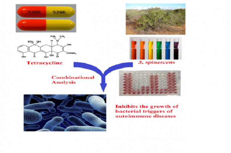 GRAPHICAL ABSTRACT