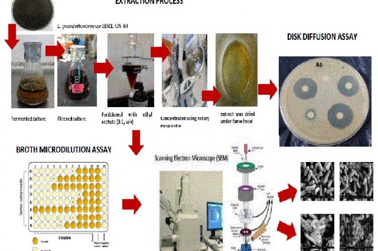 Graphical Abstract