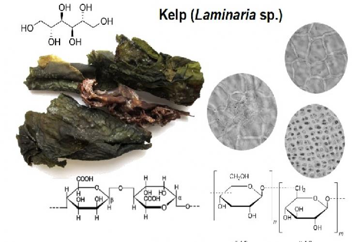 Kelp laminaria sales japonica