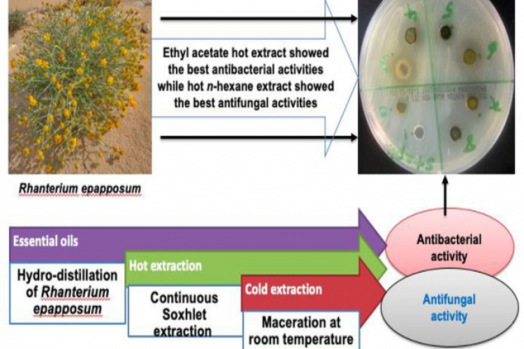 Graphical Abstract