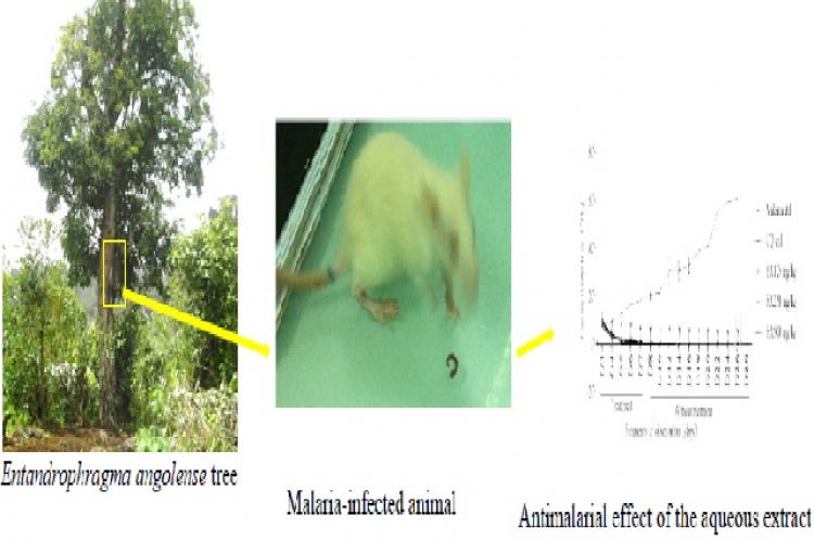 Graphical Abstract