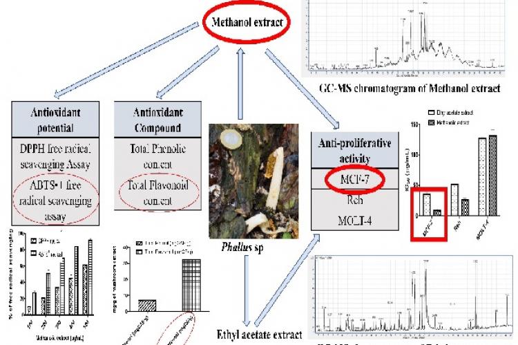 Graphical Abstract