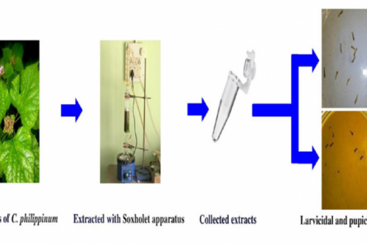 GRAPHICAL ABSTRACT