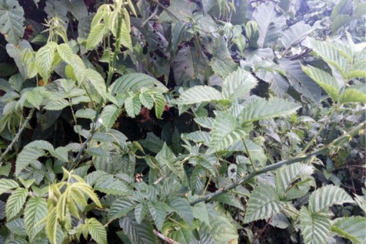 Rubus steudneri (Photograph by Raghavendra H.L)