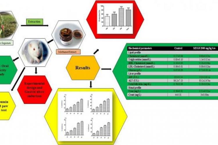 Graphical Abstract