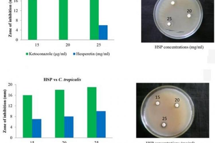 Antifungal effect of hesperetin