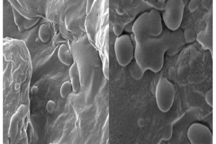 SEM micrograph for treated organic tomato sample