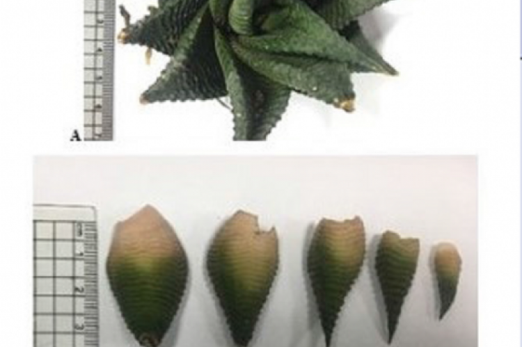 Morphology of H. limifolia, A: aerial part (x =0.2), B: leaves (x=0.25)