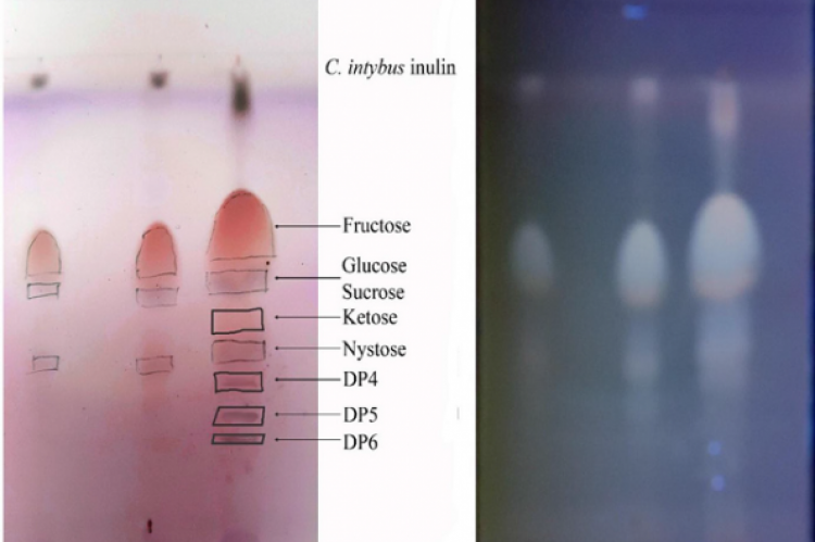 C 1 = 2 drops of CI extract, C 2 = 5 drops drops of CI extract and C 3 = 10 drops drops of CI extract. 10% ethanolic H2SO4 reagent was prepared for the detection method, the plate was then put in the oven to dry at a temperature of 115oC for 15 minutes. The detection was in the UV light 365 nm