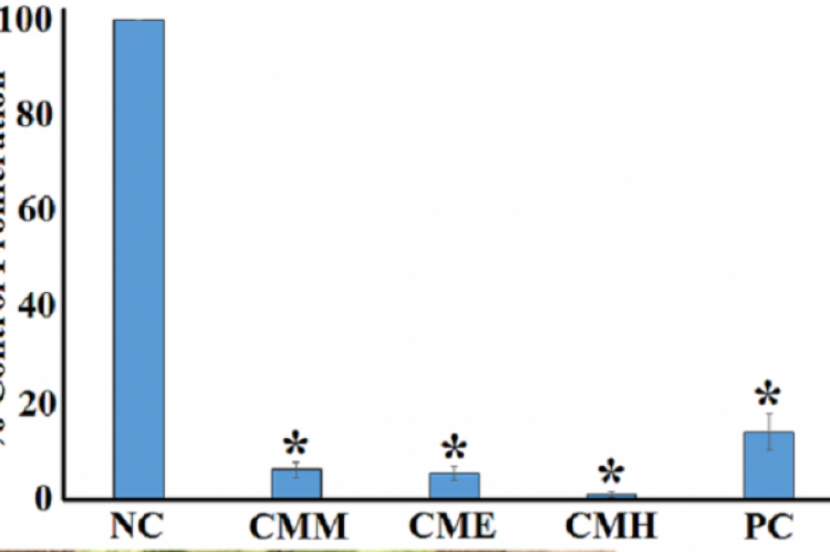 Anti-proliferative activity of the C. maritima extracts and untreated controls against Caco2