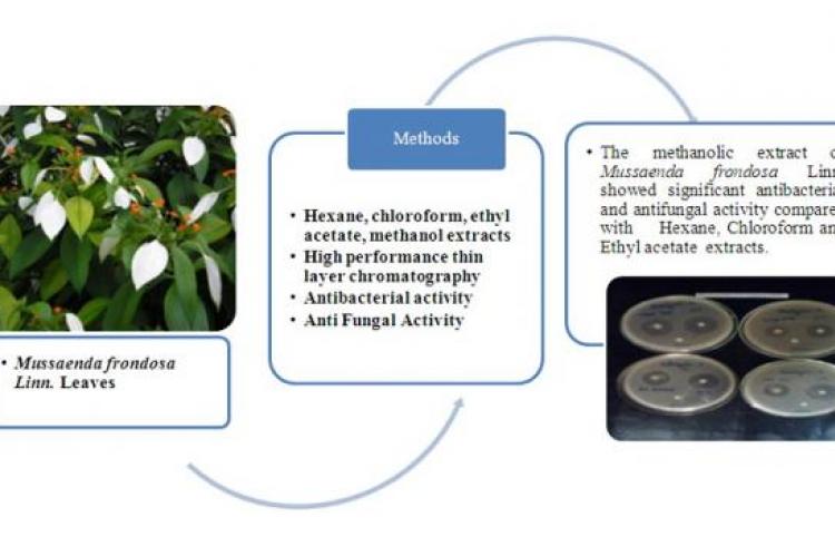 Graphical Abstract