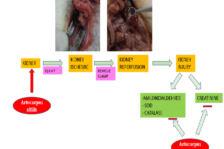 Graphical Abstract