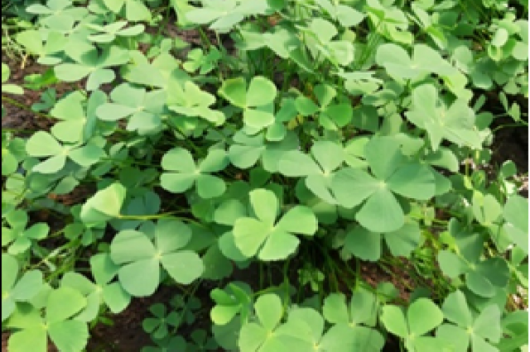 Marsilea crenata Presl. Leaves