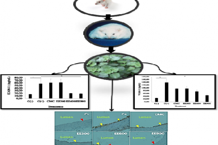 Graphical Abstract