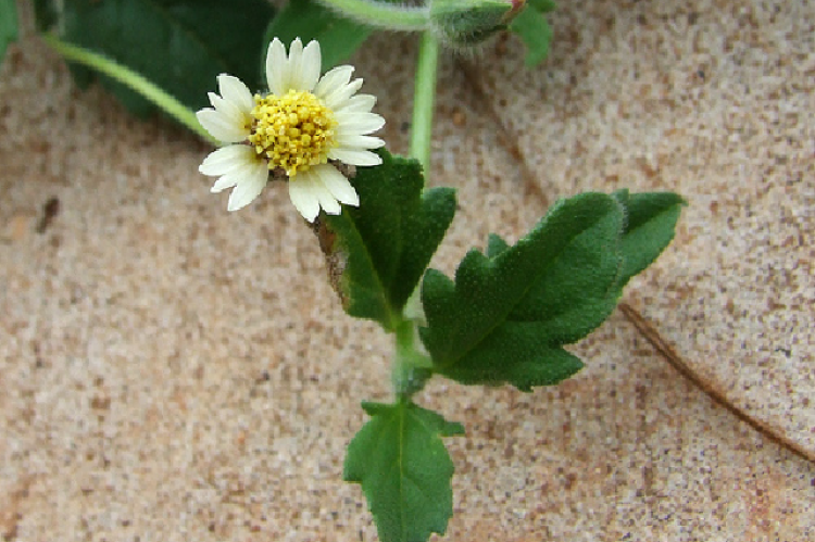 Tridax procumbens L