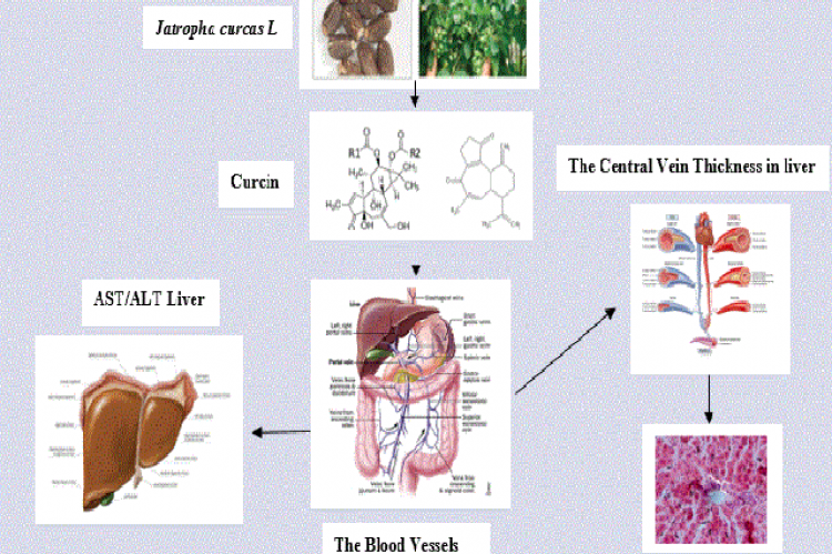 Graphical Abstract