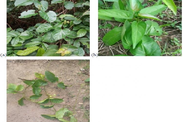 Three species of Apocynaceae. (a) Gongronema latifolium (b) Vincetoxicum rossicum (c) Marsdenia edulis