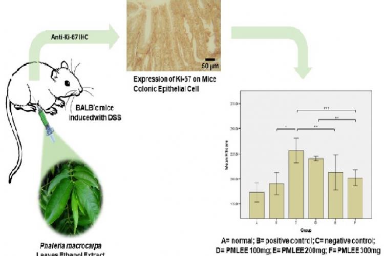 Graphical Abstract