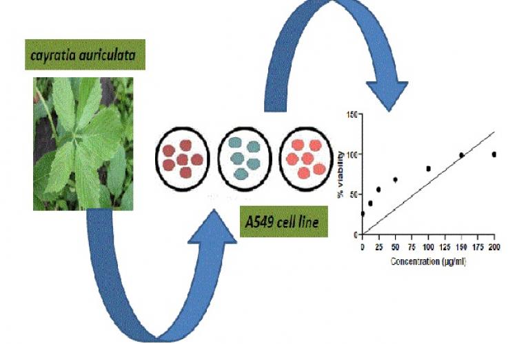 Graphical Abstract