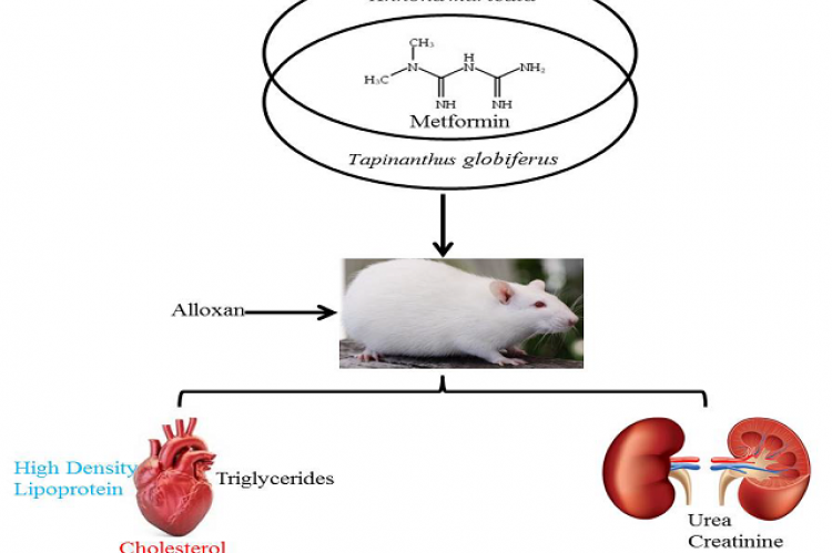 Metformin Potentiates the Antidiabetic Properties of Annona muricata and Tapinanthus globiferus Leaf Extracts in Diabetic Rats
